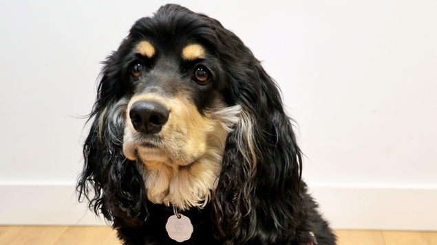 New : The arrival of pet therapy at Intergo!